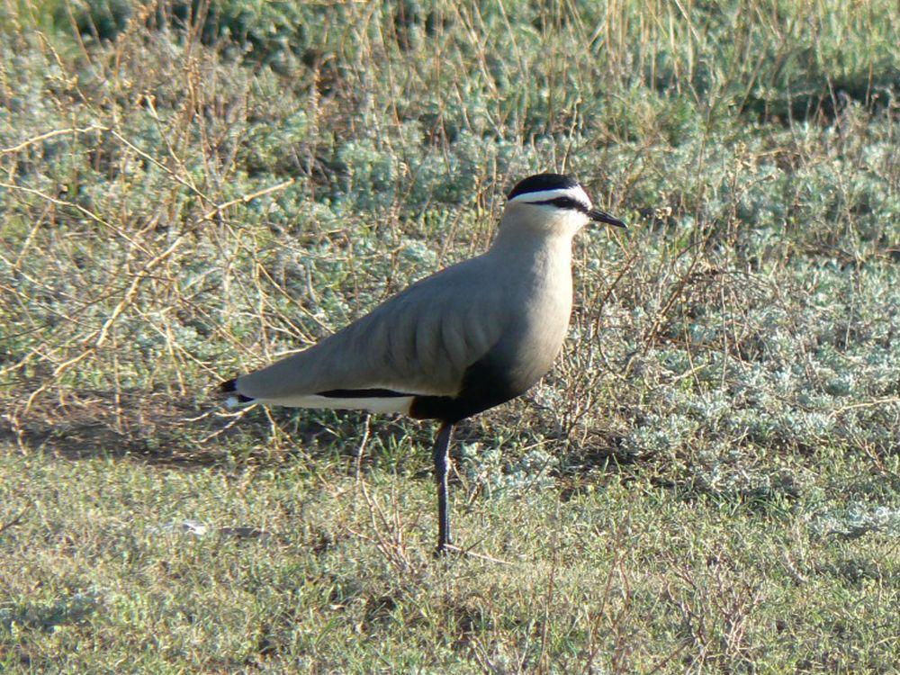 5 Fakta Unik Burung Sociable Lapwing, Suka Berkumpul dalam Kawanannya