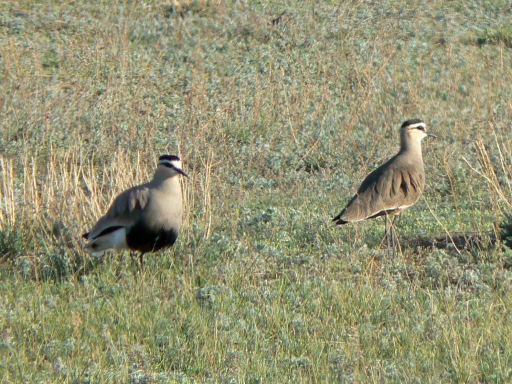 potret burung sociable lapwing (commons.wikimedia.org/andrewbazdyrev)