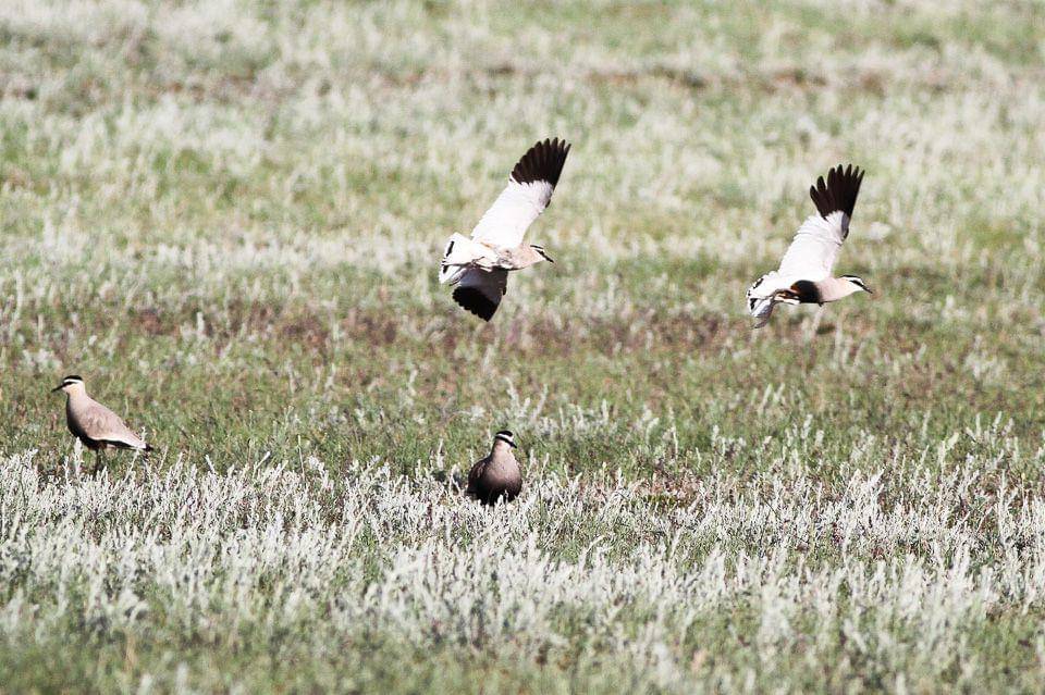 potret burung sociable lapwing (commons.wikimedia.org/Ron Knight)