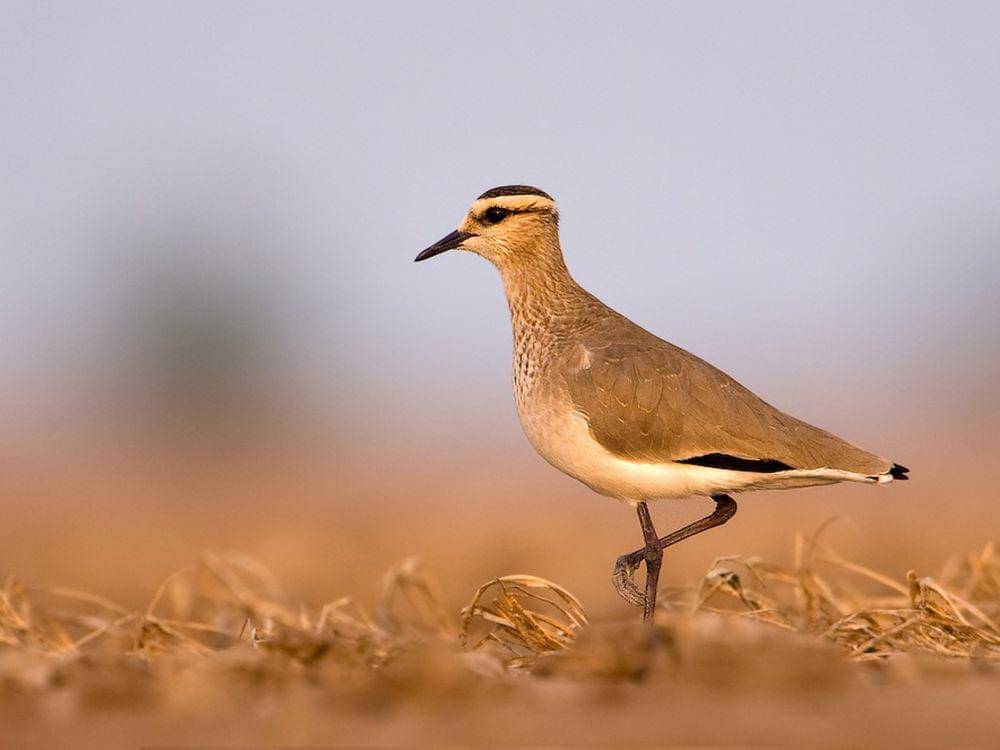 potret burung sociable lapwing (commons.wikimedia.org/Cks3976)
