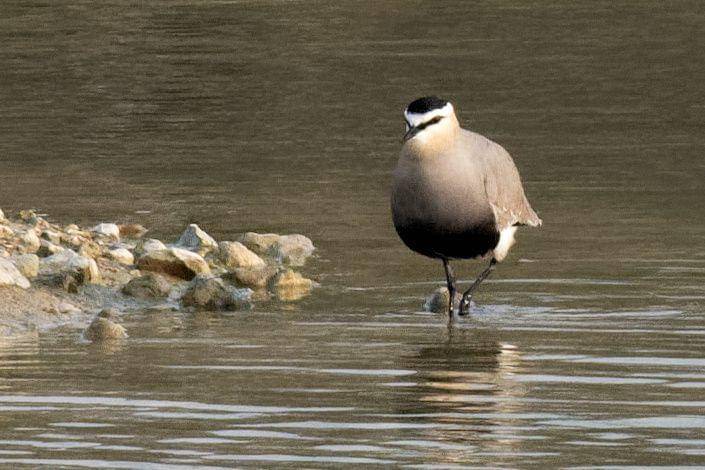 potret burung sociable lapwing (commons.wikimedia.org/Marie-Lan Taÿ Pamart)