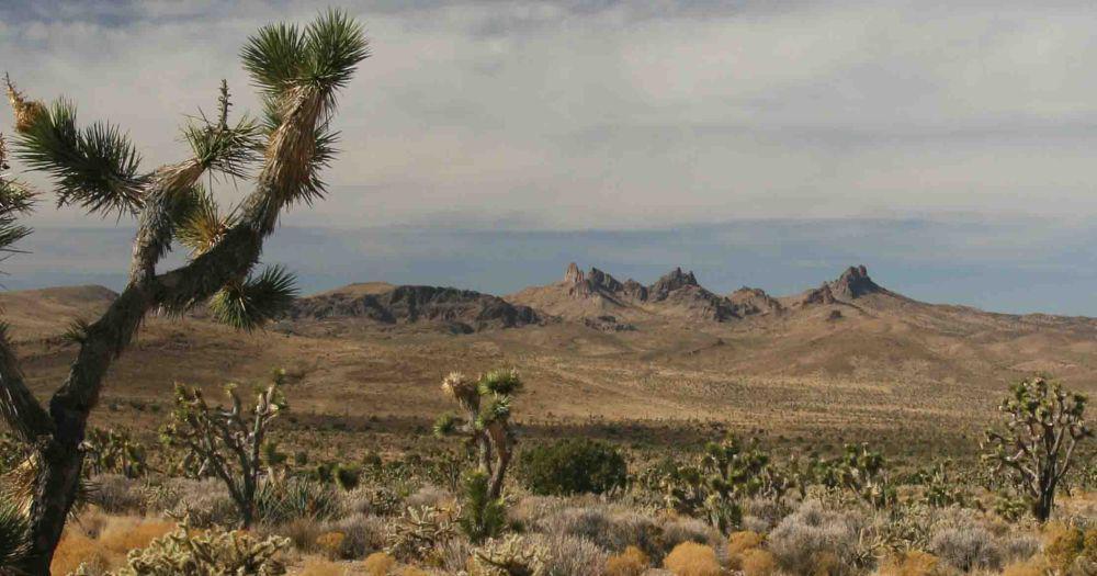 5	Fakta Gurun Mojave, Memiliki Pohon Berumur Ratusan Tahun