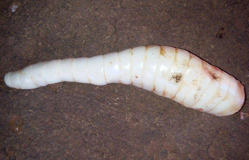 ilustrasi Maranta arundinacea atau umbi garut (commons.wikimedia.org/Chaitnyags)