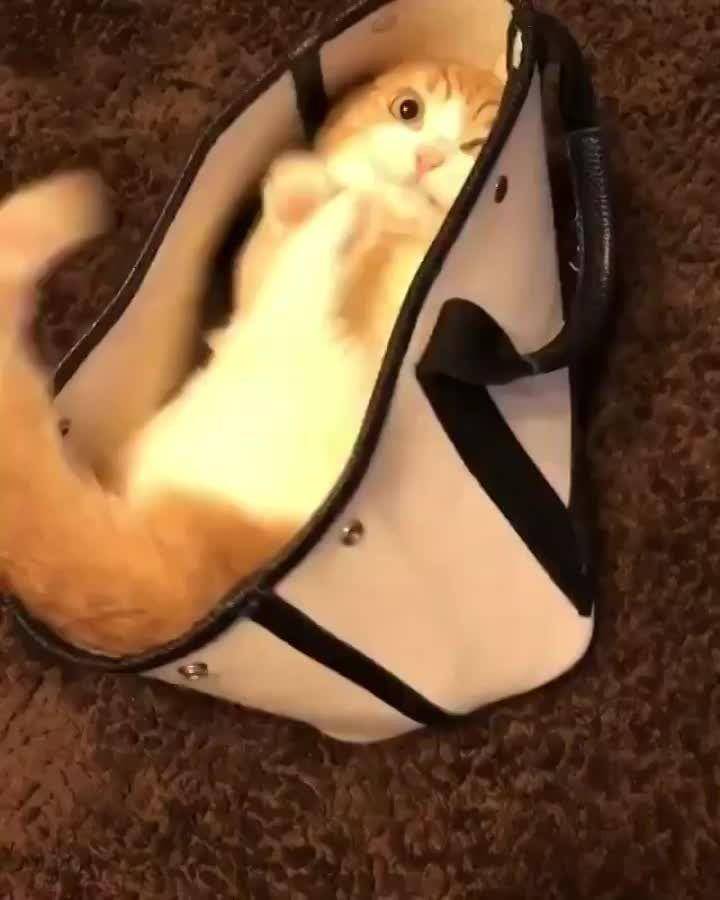 Potret kucing dalam kantong (reddit.com/AnimalsBeingDerps)