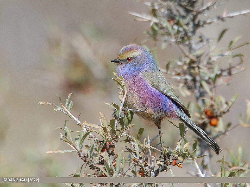 5 Fakta Burung Tit-Warbler Alis Putih, Memiliki Bulu yang Menawan!