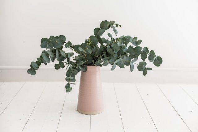ilustrasi tanaman eucalyptus (unsplash.com/Alex Lvrs)