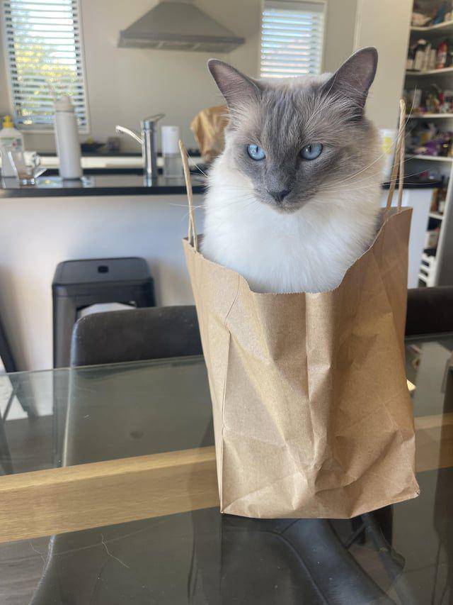 Potret kucing dalam kantong (reddit.com/ragdolls)