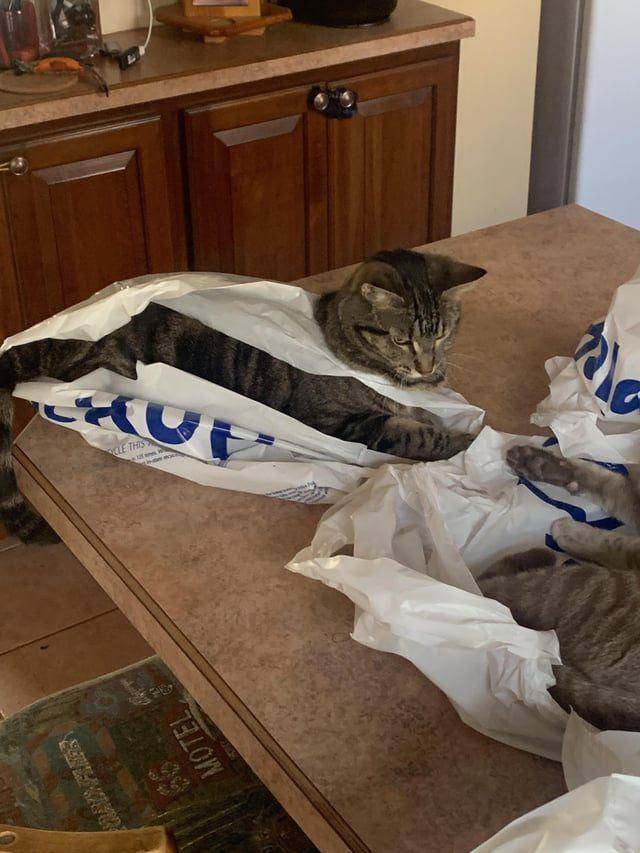Potret kucing dalam kantong (reddit.com/Sweetneight_neightborhoog10)