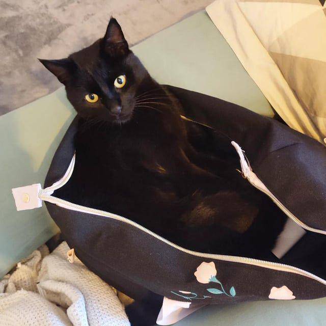 Potret kucing dalam kantong (reddit.com/blackcats)