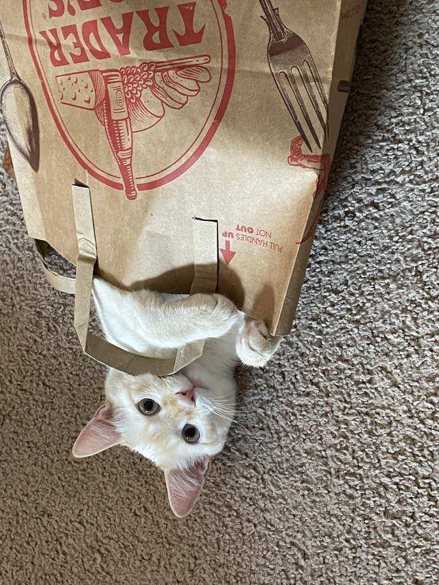 Potret kucing dalam kantong (reddit.com/Flamepoints)