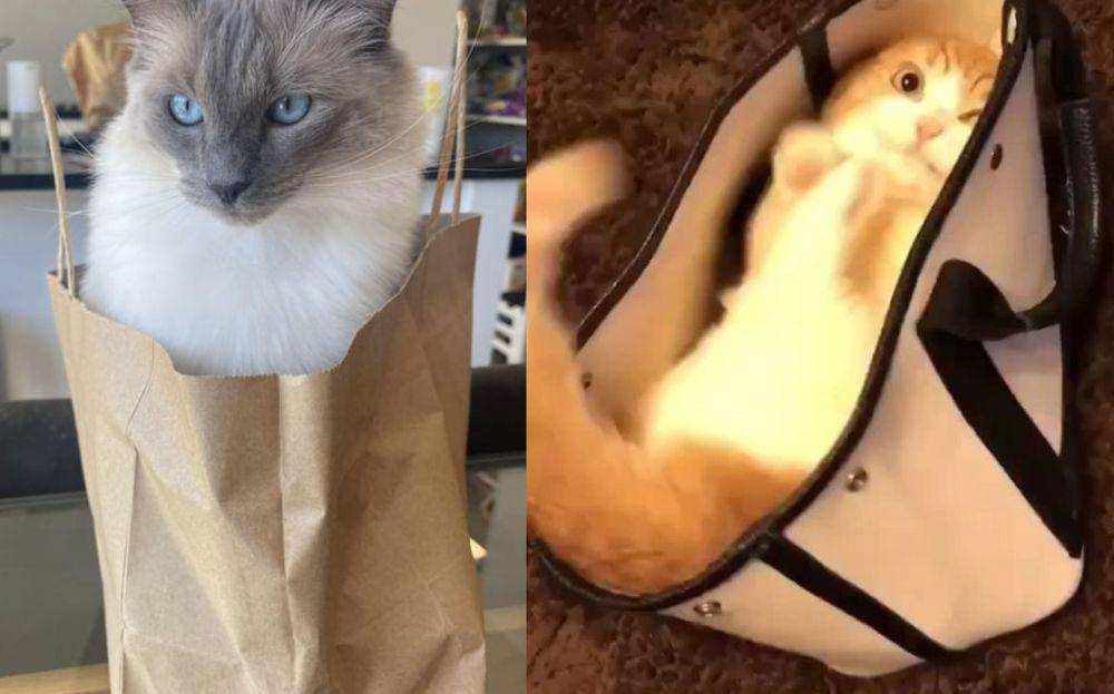 Potret kucing dalam kantong (reddit.com/ragdolls | raddit.com/AnimalsBeingDerps)