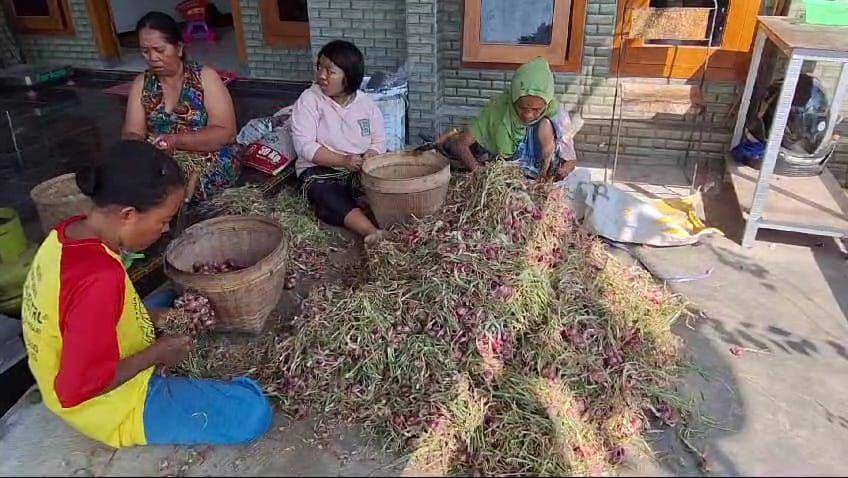 Petani bawang merah di desa Tapen Kecamatan Lembeyan Magatan mengaku rugi, sulit kembali modal pinjaman bank. IDN Time/ Riyanto.