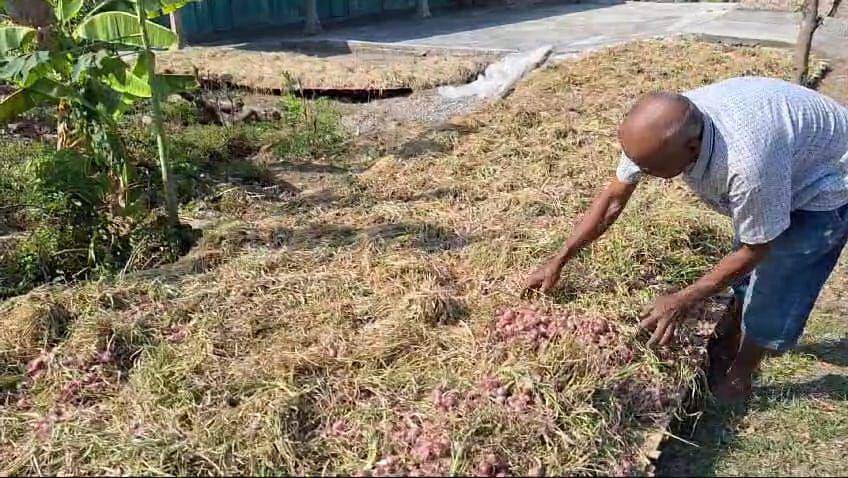 Petani bawang merah di desa Tapen Kecamatan Lembeyan Magatan mengaku rugi, sulit kembali modal pinjaman bank. IDN Time/ Riyanto.