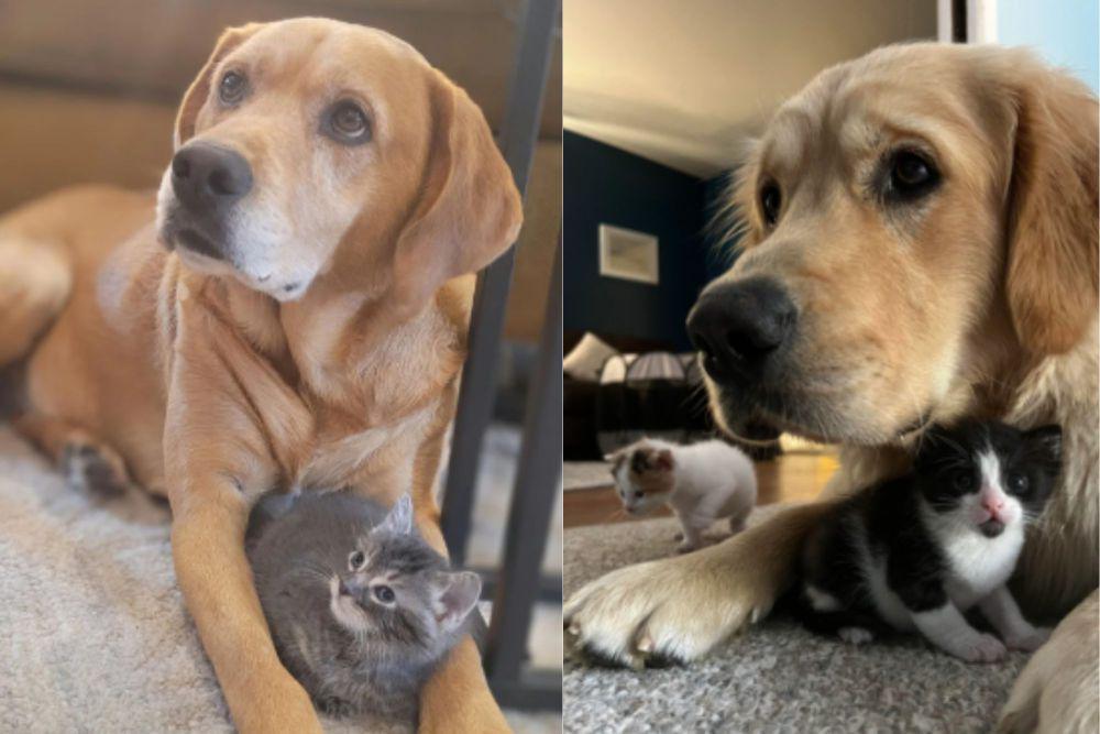 kolase potret lucu Golden Retriever mengasuh anak kucing (reddit.com/catdogwoman I reddit.com/Vast_Plant_1681)