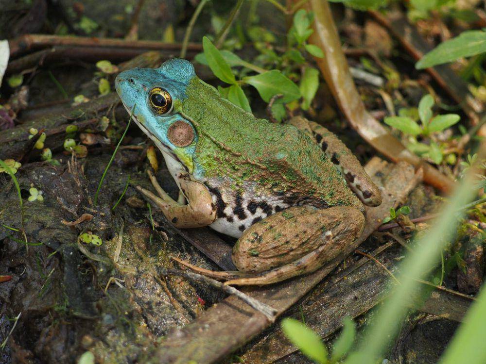 Kodok hijau (inaturalist.org/ken-potter)