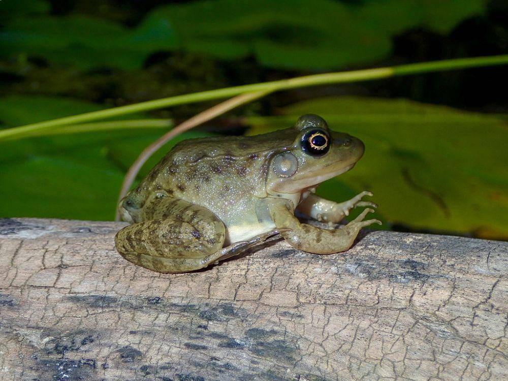 Kodok hijau (inaturalist.org/russjones)