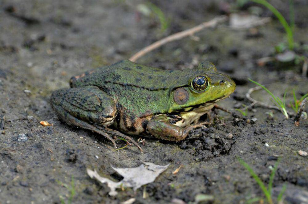 Kodok hijau (inaturalist.org/sfreeman7)
