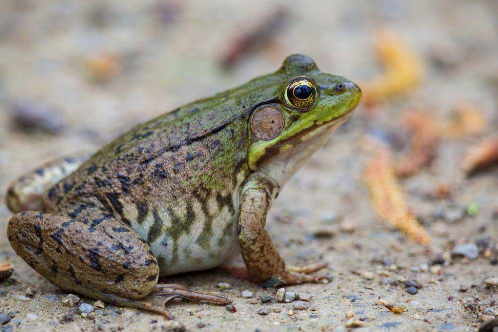 Kodok hijau (inaturalist.org/suburbirder)