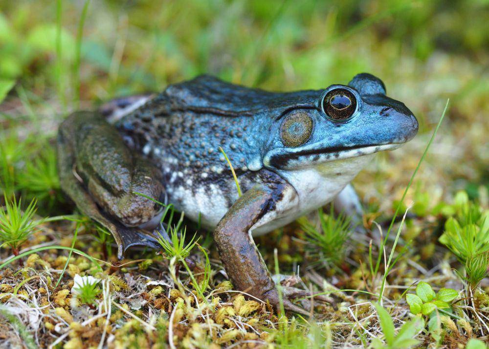 Kodok hijau (inaturalist.org/kmelville)