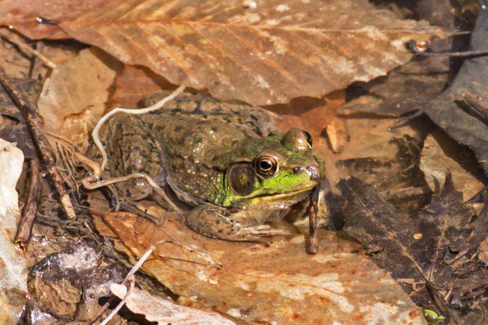 Kodok hijau (inaturalist.org/keimwj)