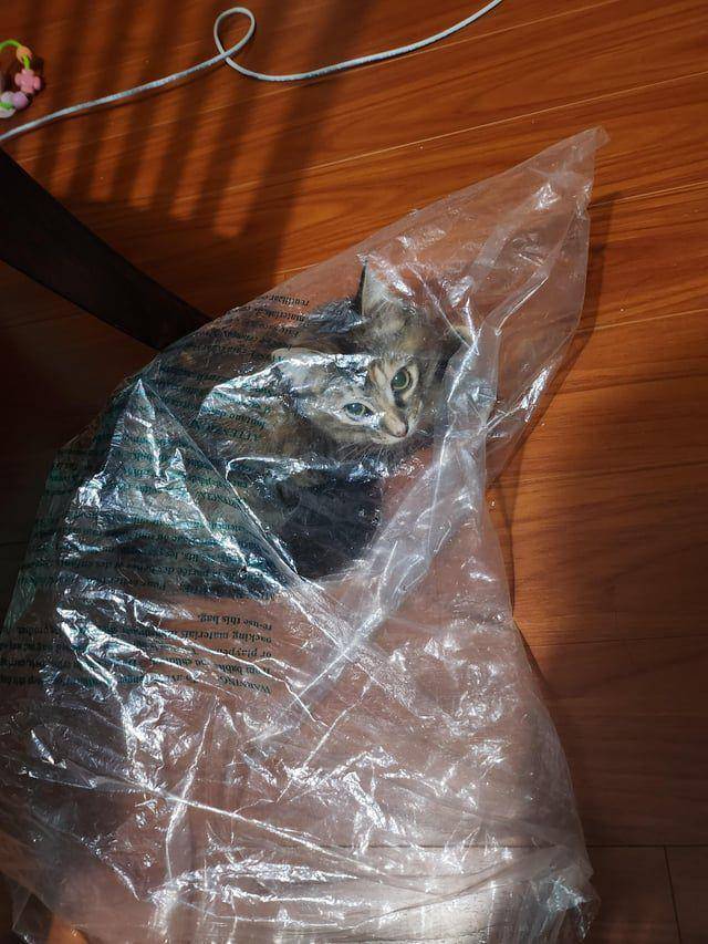 Potret kucing dalam kantong (reddit.com/16wfyyz)