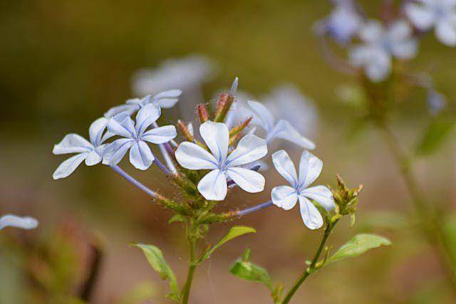 ilustrasi tanaman hias plumbago (pexels.com/Etha)