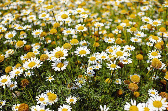 ilustrasi tanaman chamomile (pexels.com/Pixabay)