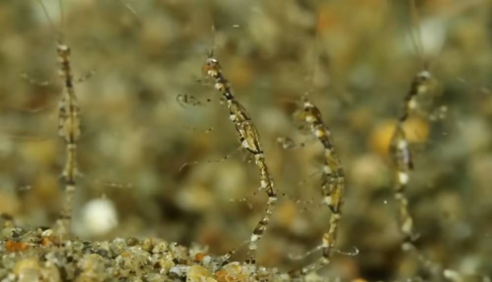 udang kerangka sedang berkelahi (youtube.com/underwaterworldbyeunjaeim)