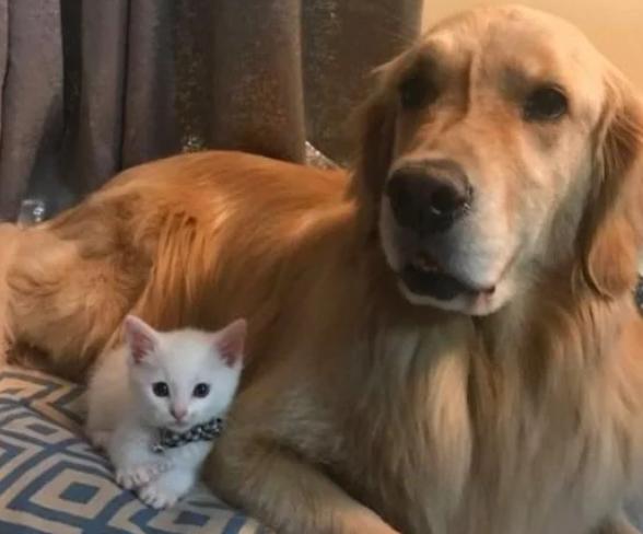 potret lucu Golden Retriever mengasuh anak kucing (reddit.com/Full-Mulberry5018)