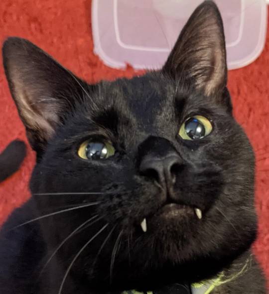 potret kucing hitam jadi vampir (reddit.com/THElololovesyou)