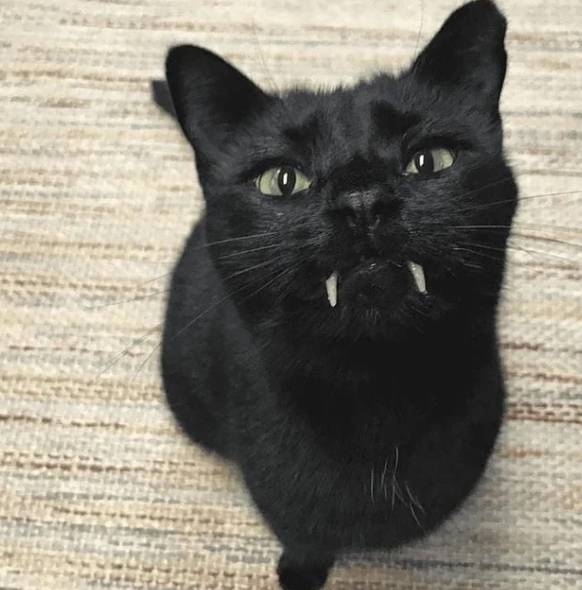 potret kucing hitam jadi vampir (reddit.com/cat87663)