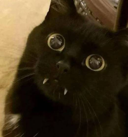 potret kucing hitam jadi vampir (reddit.com/HavingLastLaugh)