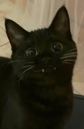 potret kucing hitam jadi vampir (reddit.com/PossiblyOnDrugsOrNot)