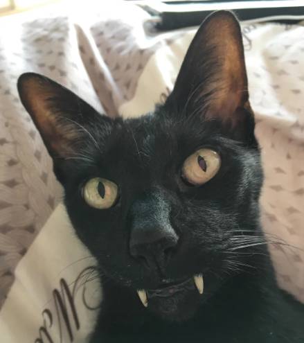 potret kucing hitam jadi vampir (reddit.com/beckolyn)