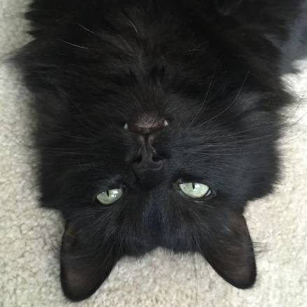 potret kucing hitam jadi vampir (reddit.com/Active_Chapter_8953)