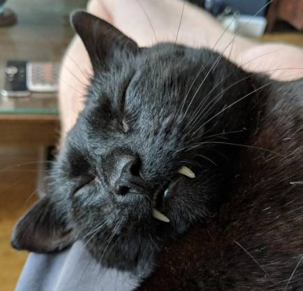 potret kucing hitam jadi vampir (reddit.com/Davvyk)