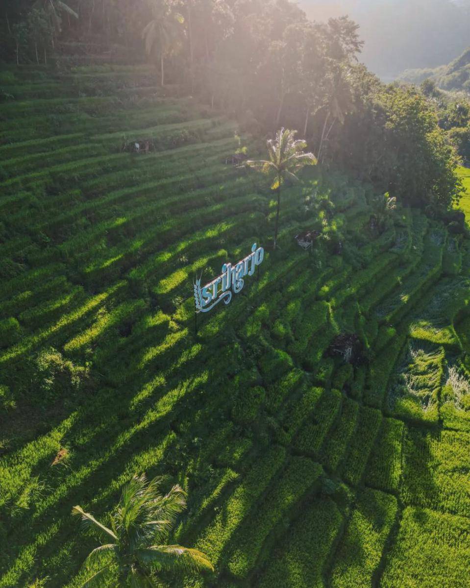 Potret Desa Wisata Sriharjo (instagram.com/_handril)