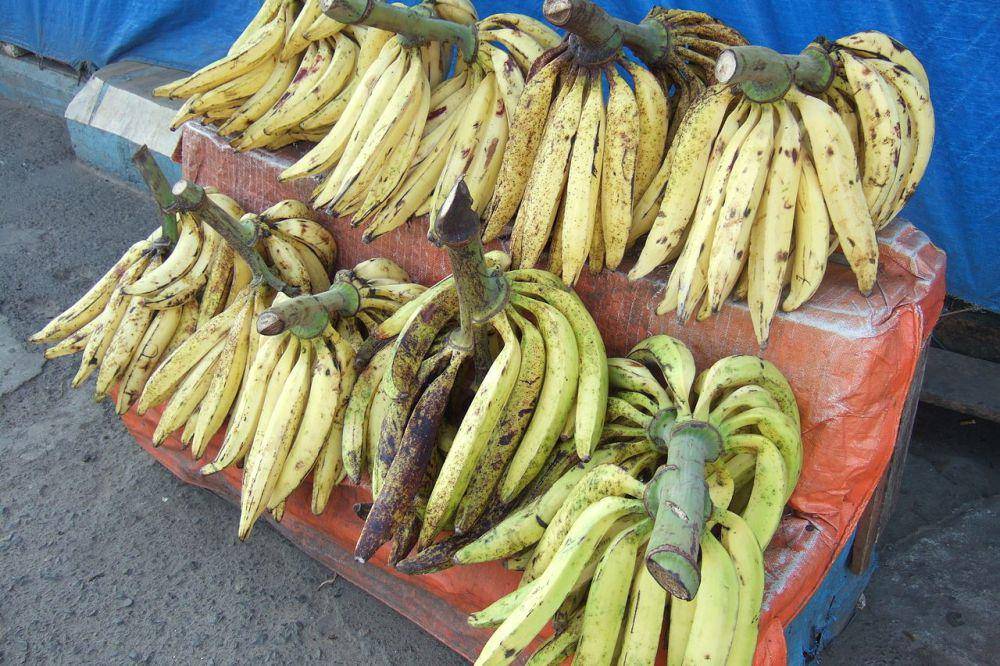 ciri-ciri pisang tanduk (commons.wikimedia.org/Midori)