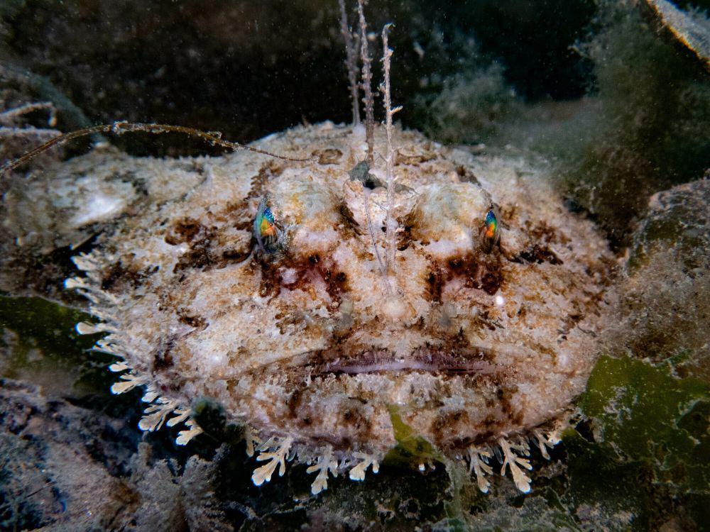 7 Fakta Aneh Anglerfish, Jantan Hidup Sebagai Parasit di Tubuh Betina!
