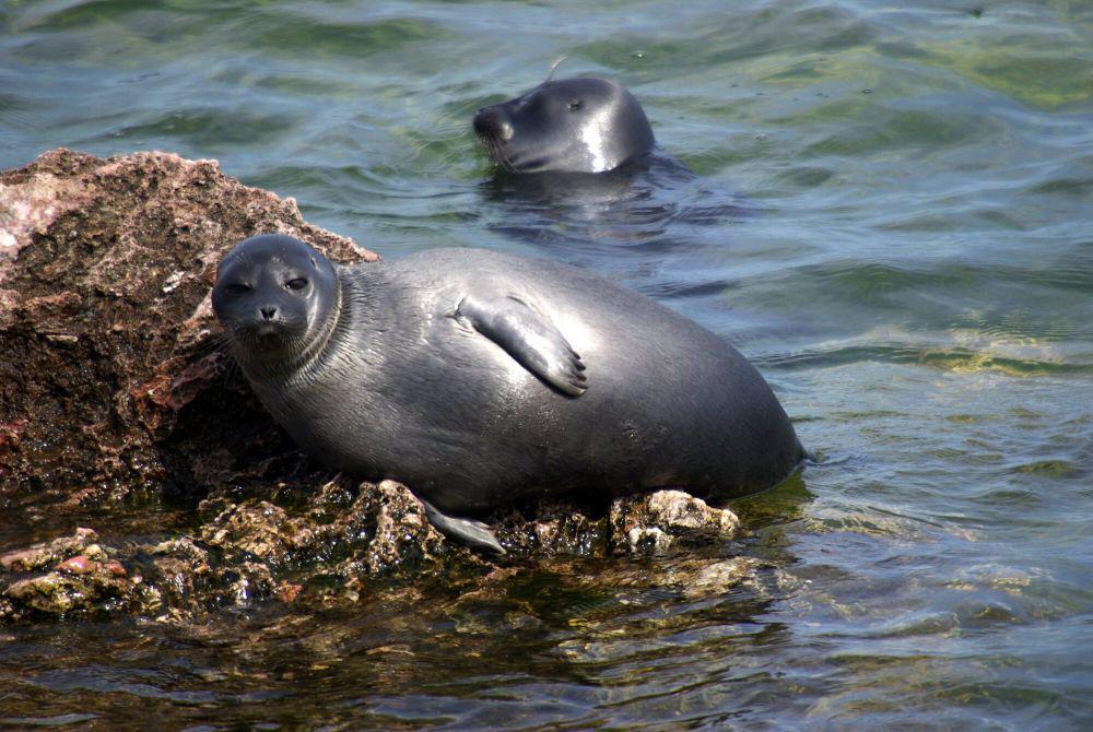 7 Fakta Anjing Laut Baikal, Disalahkan Atas Kurangnya Populasi Ikan Omul