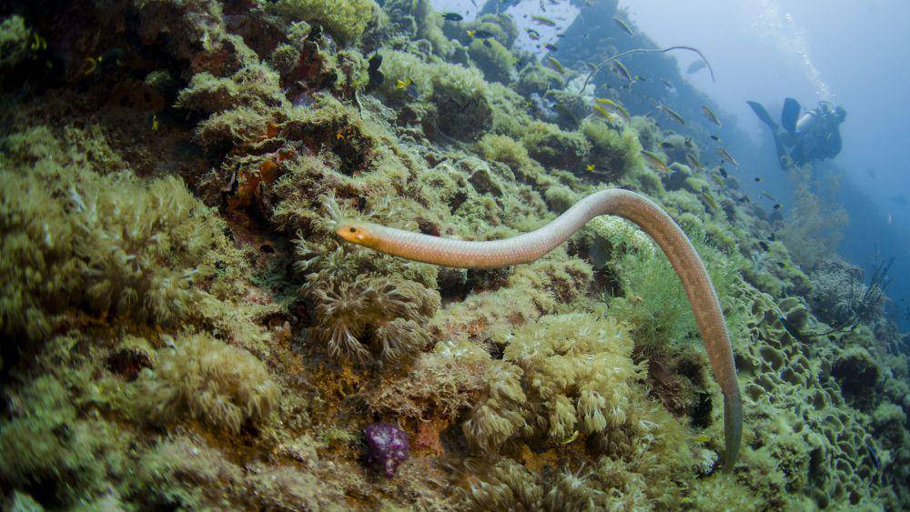 ular laut zaitun (commons.wikimedia.org/Christopher Mark)