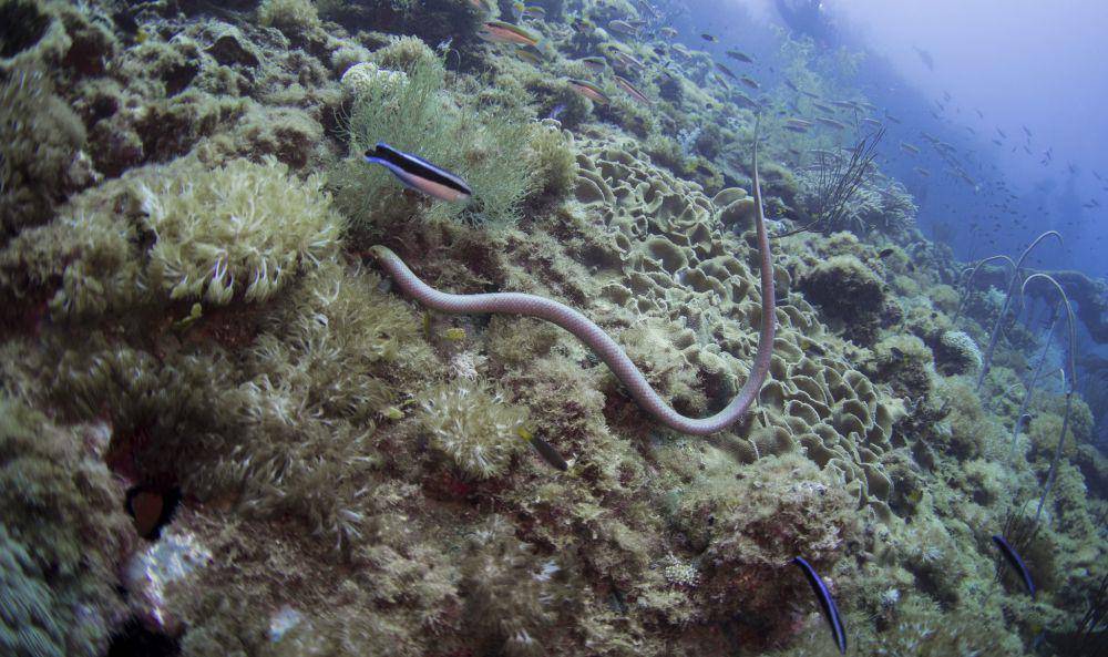 ular laut zaitun (commons.wikimedia.org/Christopher Mark)