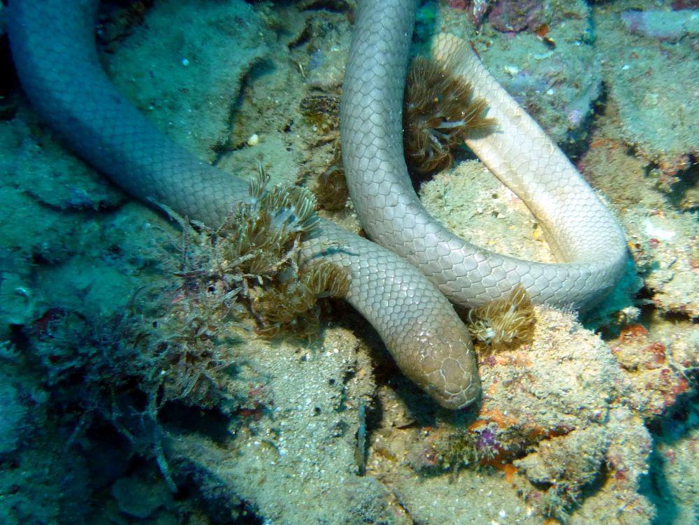 6 Fakta Unik Ular Laut Zaitun, Hanya Bernapas Setiap 2 Jam Sekali