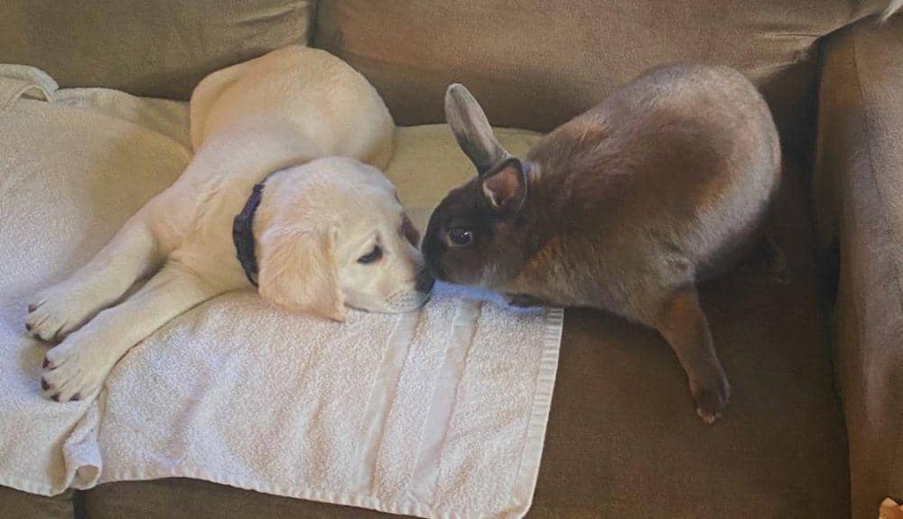 potret anjing didampingi kelinci (reddit.com/user/SUCCsess-story)