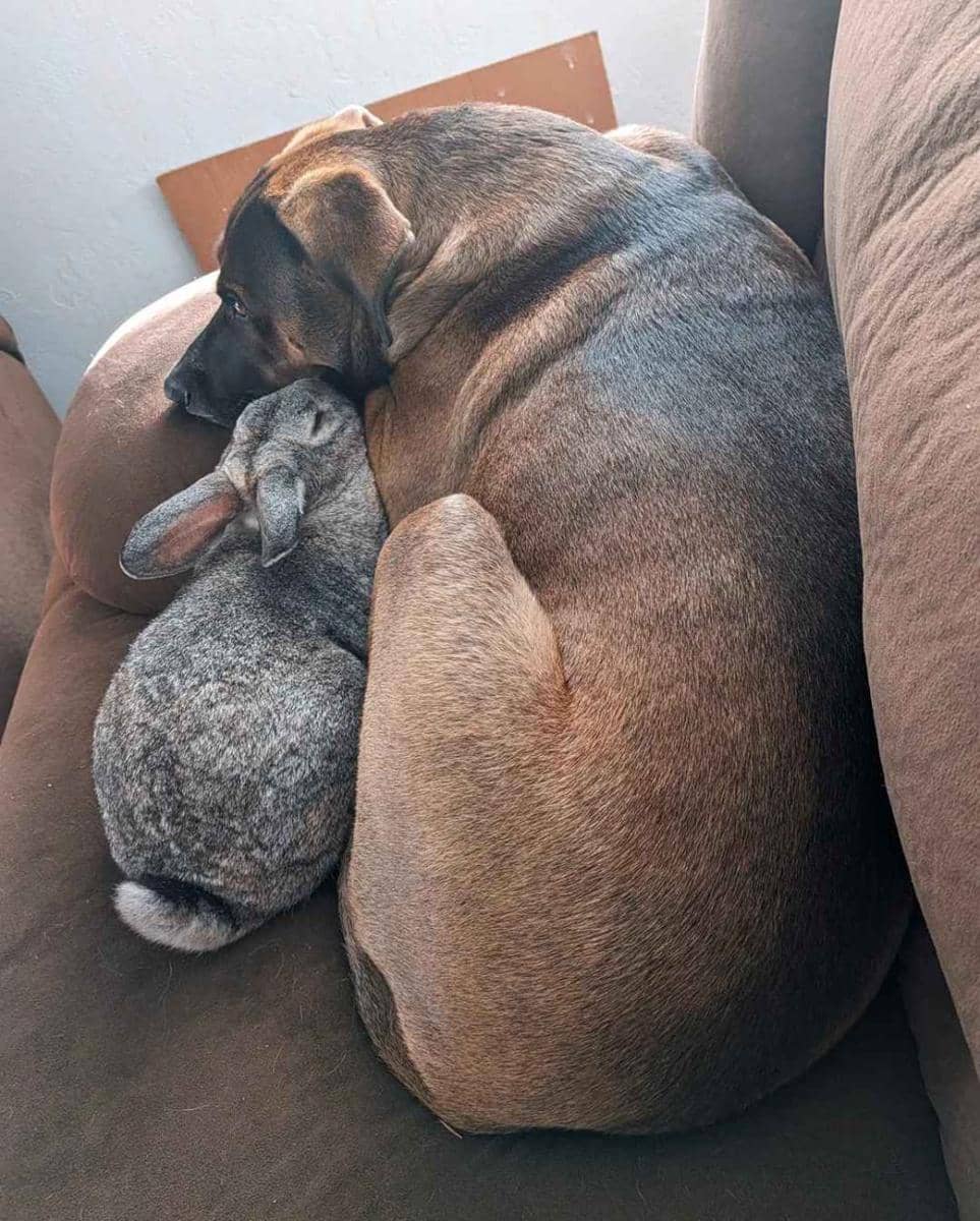 potret anjing didampingi kelinci (reddit.com/user/IAmHappyPants)