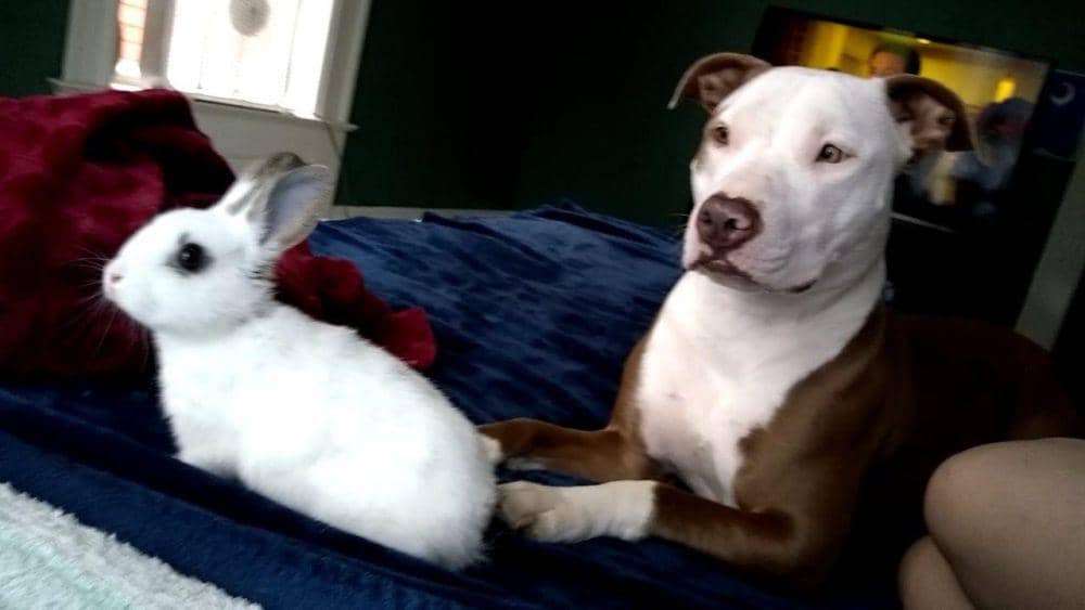 potret anjing didampingi kelinci (reddit.com/user/jojoortiz426)