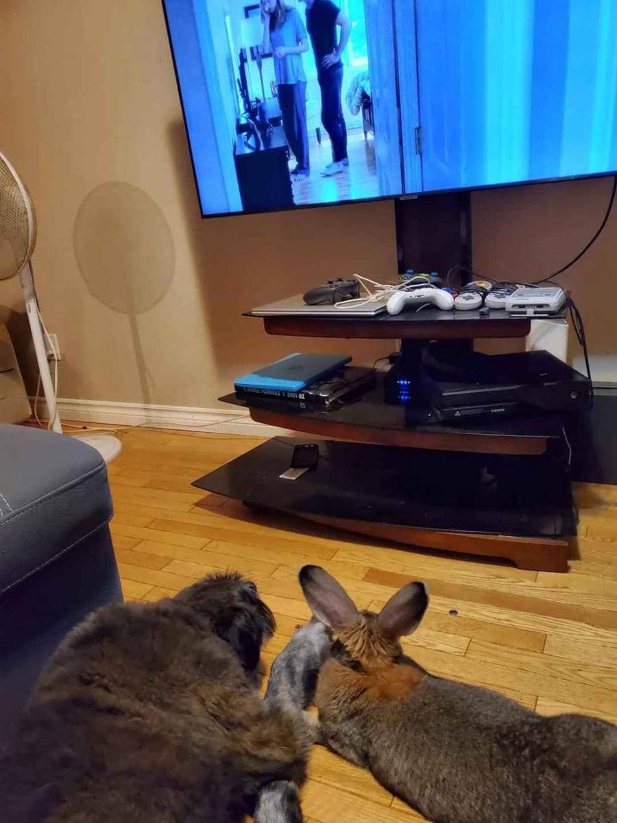 potret anjing didampingi kelinci (reddit.com/user/PsychologicalCycle93)