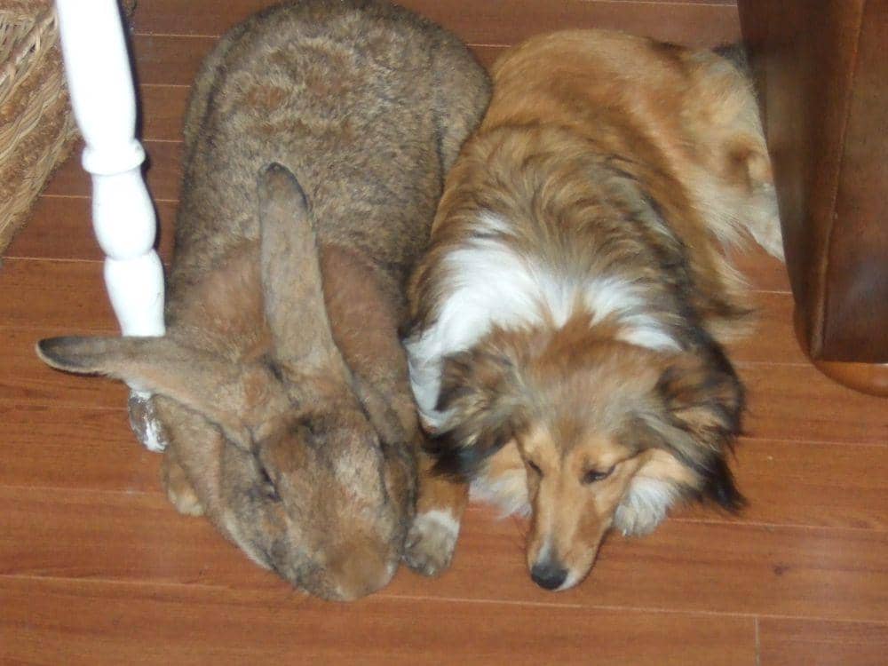 potret anjing didampingi kelinci (reddit.com/user/killerbunnyfamily)