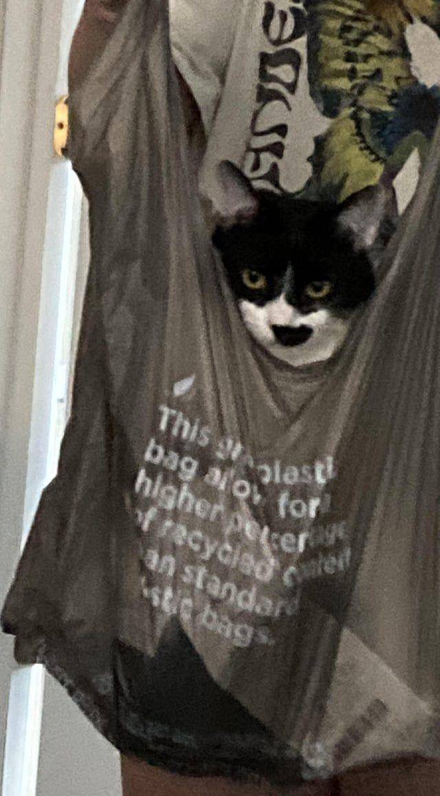 Potret kucing dalam kantung (reddit.com/beasley1966)