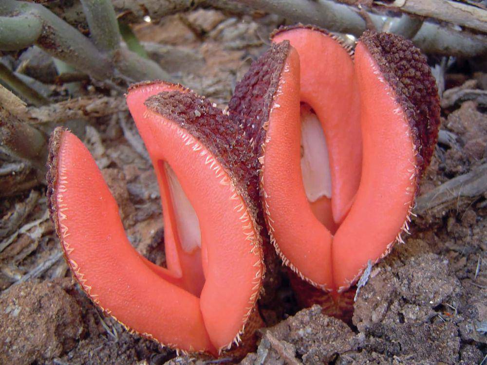 Tanaman parasit asal Afrika Selatan (parasiticplants.siu.edu)